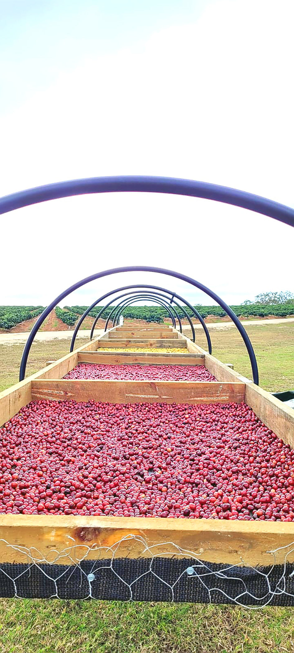 A GUIDE TO COFFEE PROCESSING: WHAT IT IS EXPLAINED!