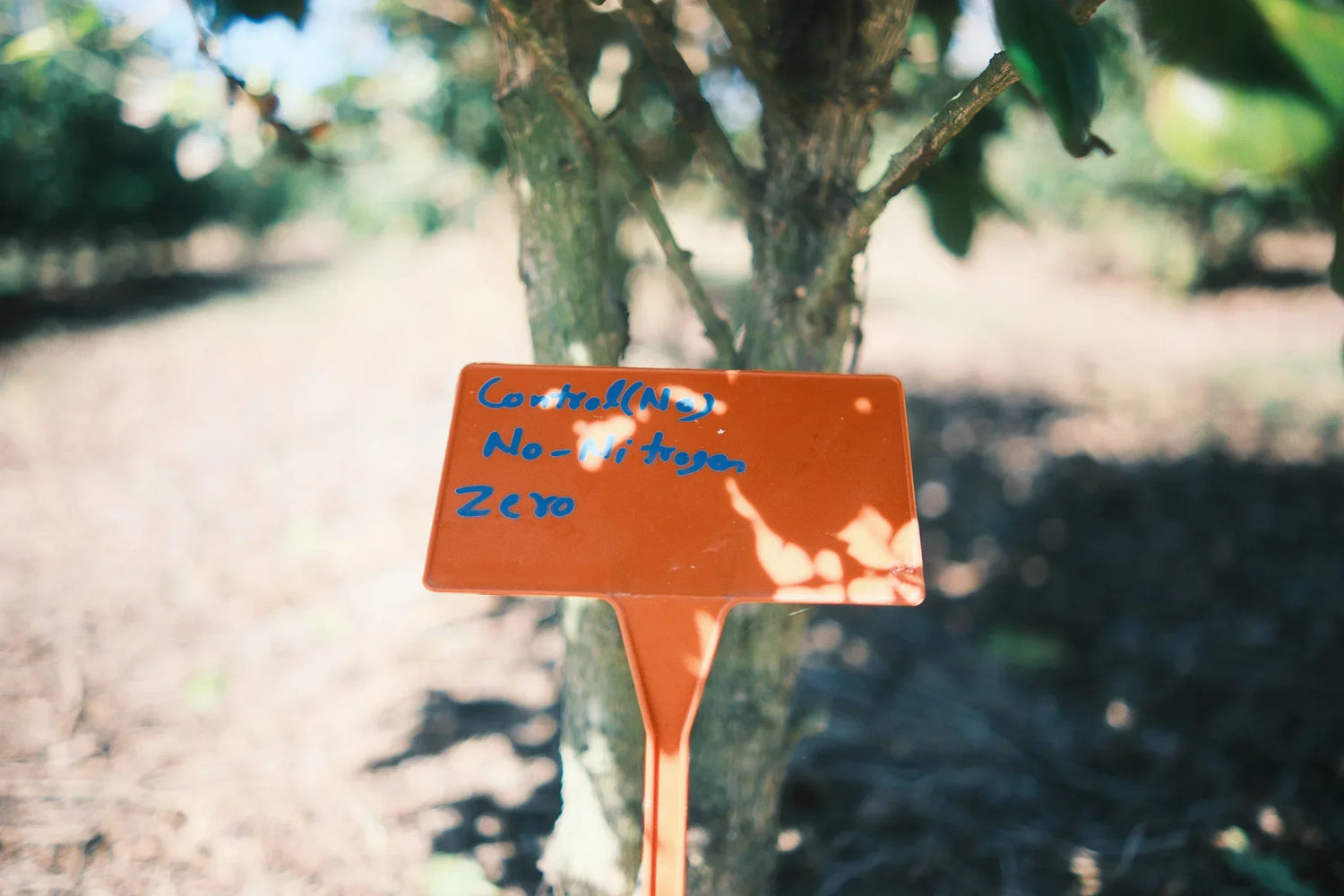 How Australian Coffee Research is Shaping Flavour and Sustainability