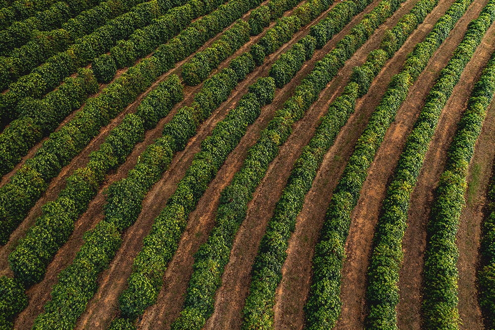 AUSTRALIAN GROWN COFFEE: 5 THINGS YOU NEED TO KNOW ABOUT AUSTRALIAN COFFEE