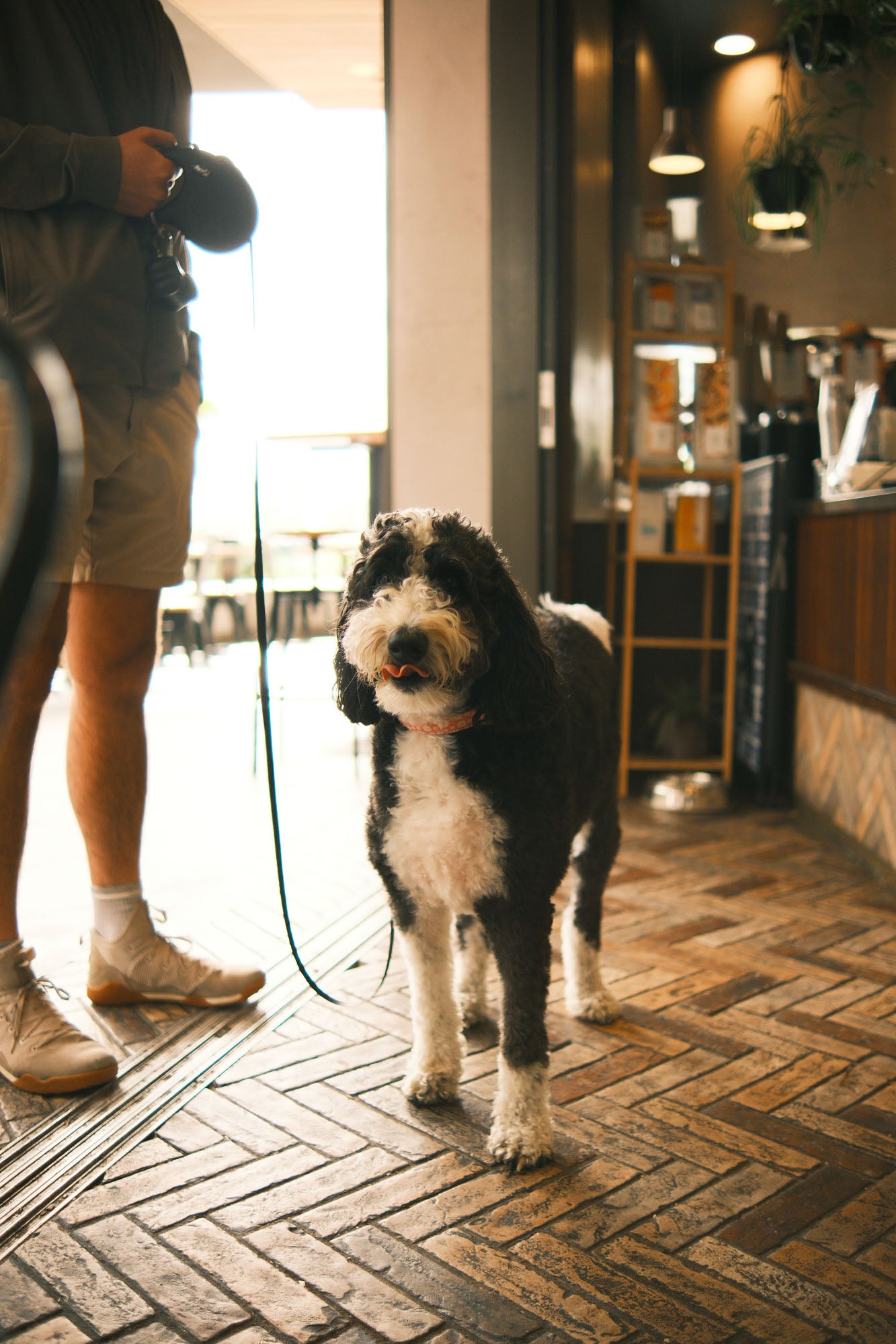 Dog friendly cafe in Newstead QLD